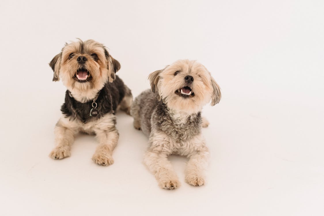 Free Adorable happy Yorkshire Terrier dogs in studio Stock Photo