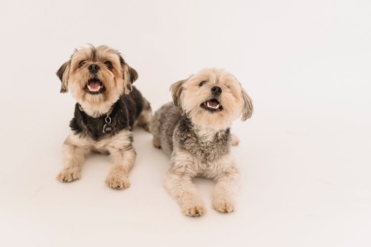 Adorable Happy Yorkshire Terrier Dogs In Studio