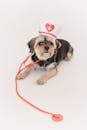 Cute little purebred dog with red and white nurse cap and stethoscope lying on white background of studio