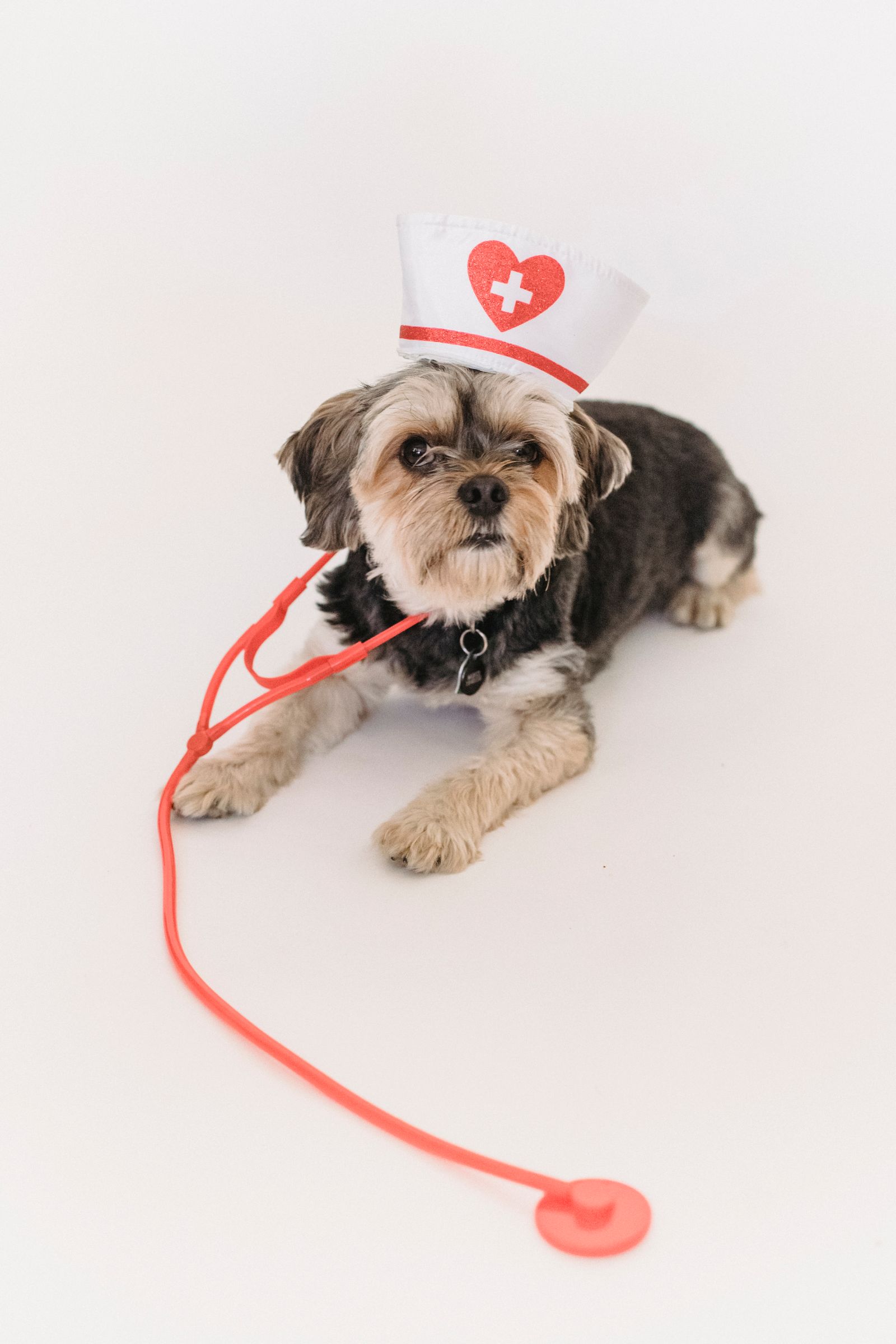Full Groom vs Bath and Tidy: Which Service Does Your Dog Need?