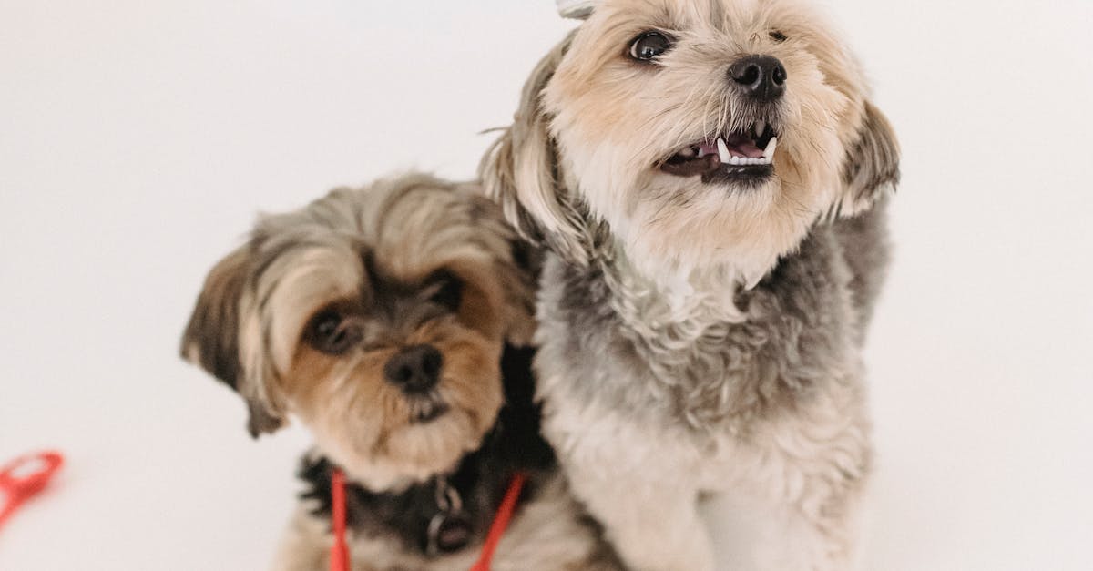 Small funny Yorkshire Terrier dogs with nurse cap and stethoscope