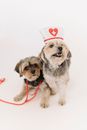 Small funny Yorkshire Terrier dogs with nurse cap and stethoscope