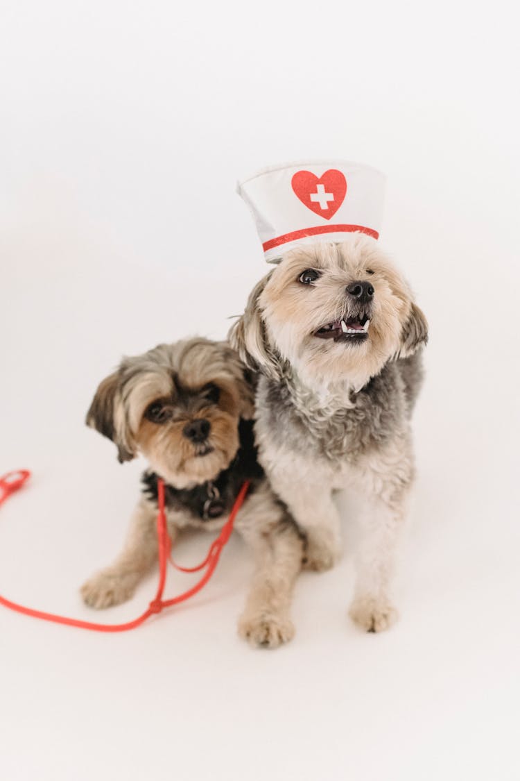 Small Funny Yorkshire Terrier Dogs With Nurse Cap And Stethoscope