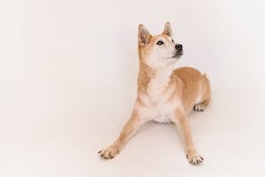Cute purebred curious fluffy dog lying on floor on white background of studio