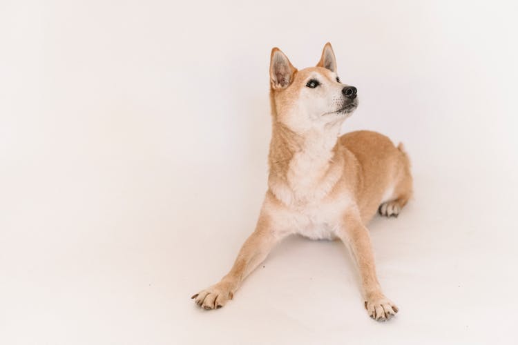 Adorable Clever Shiba Inu Lying On Floor Of Studio