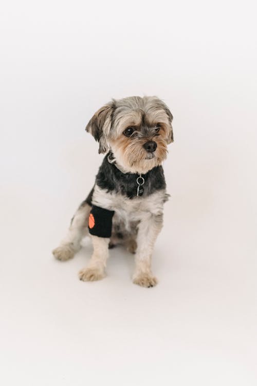 Free Funny purebred Yorkshire Terrier sitting in studio Stock Photo