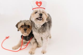 Adorable fluffy purebred dogs with medical equipment playing on white background of studio