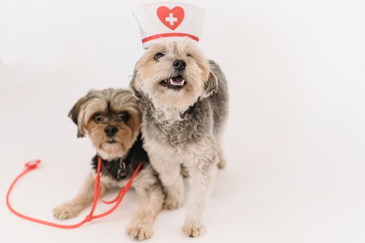 Cute Healthy Yorkshire Terrier With Nurse Cap And Stethoscope