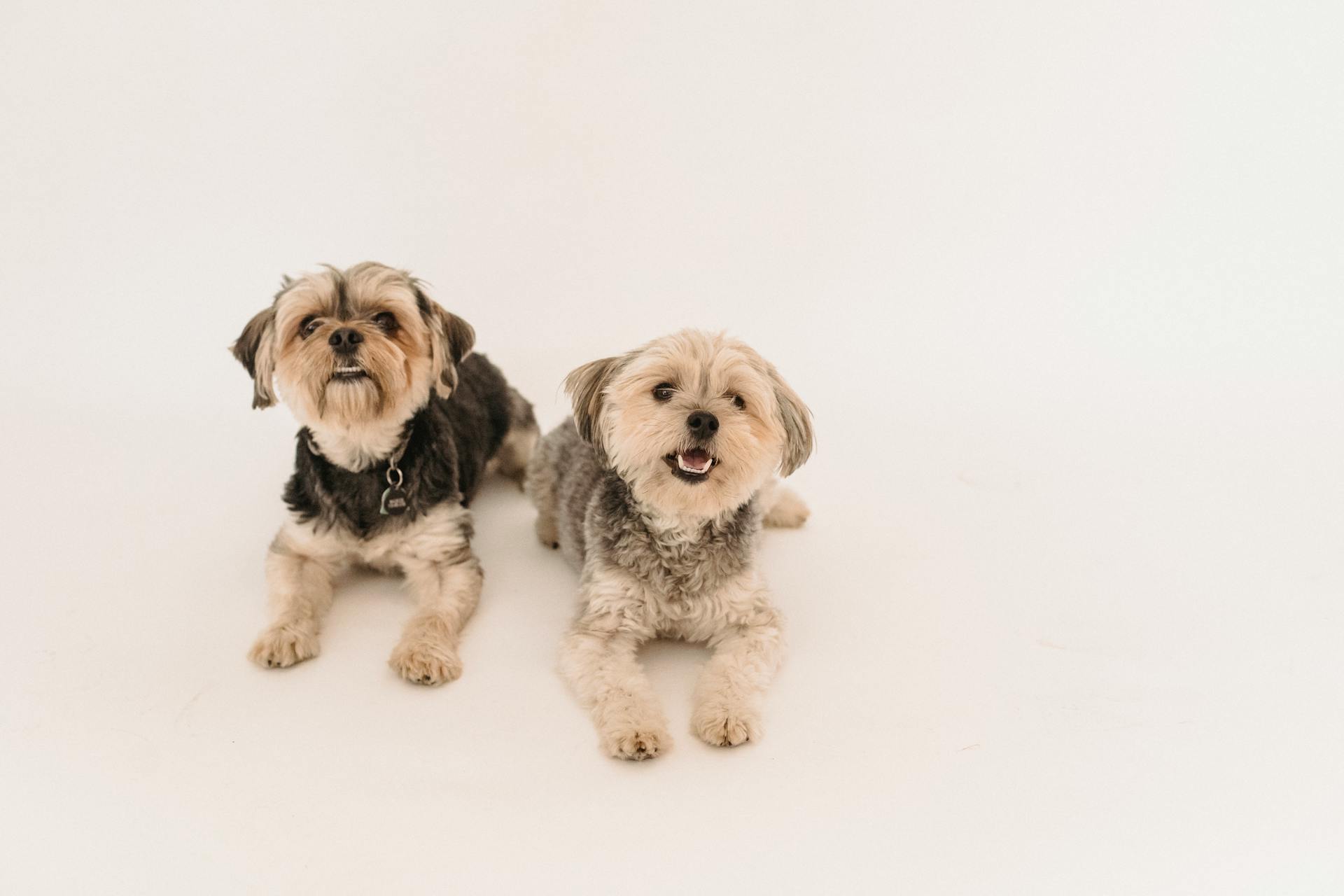 Curious funny Yorkshire Terrier lying on floor in studio