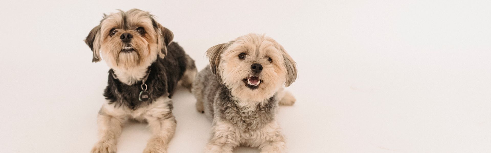 Professional dog trainer with client