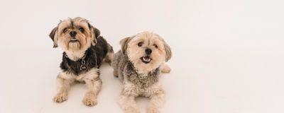 Professional dog trainer with client