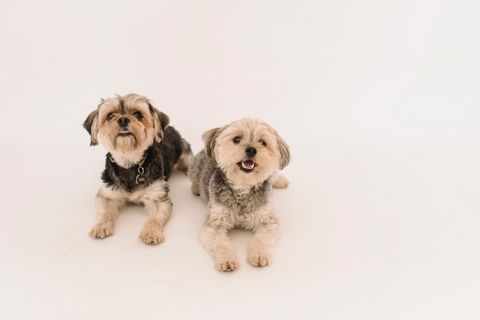 Taxe sur les chiens et les chats en 2026 : vraie information ou fake news ?