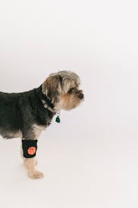 Veterinary Care Image