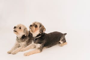 Veterinary Care Image