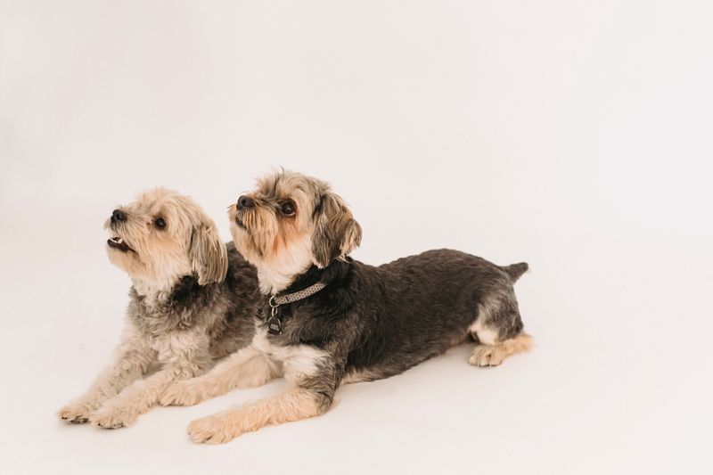 Food and water bowls for dogs