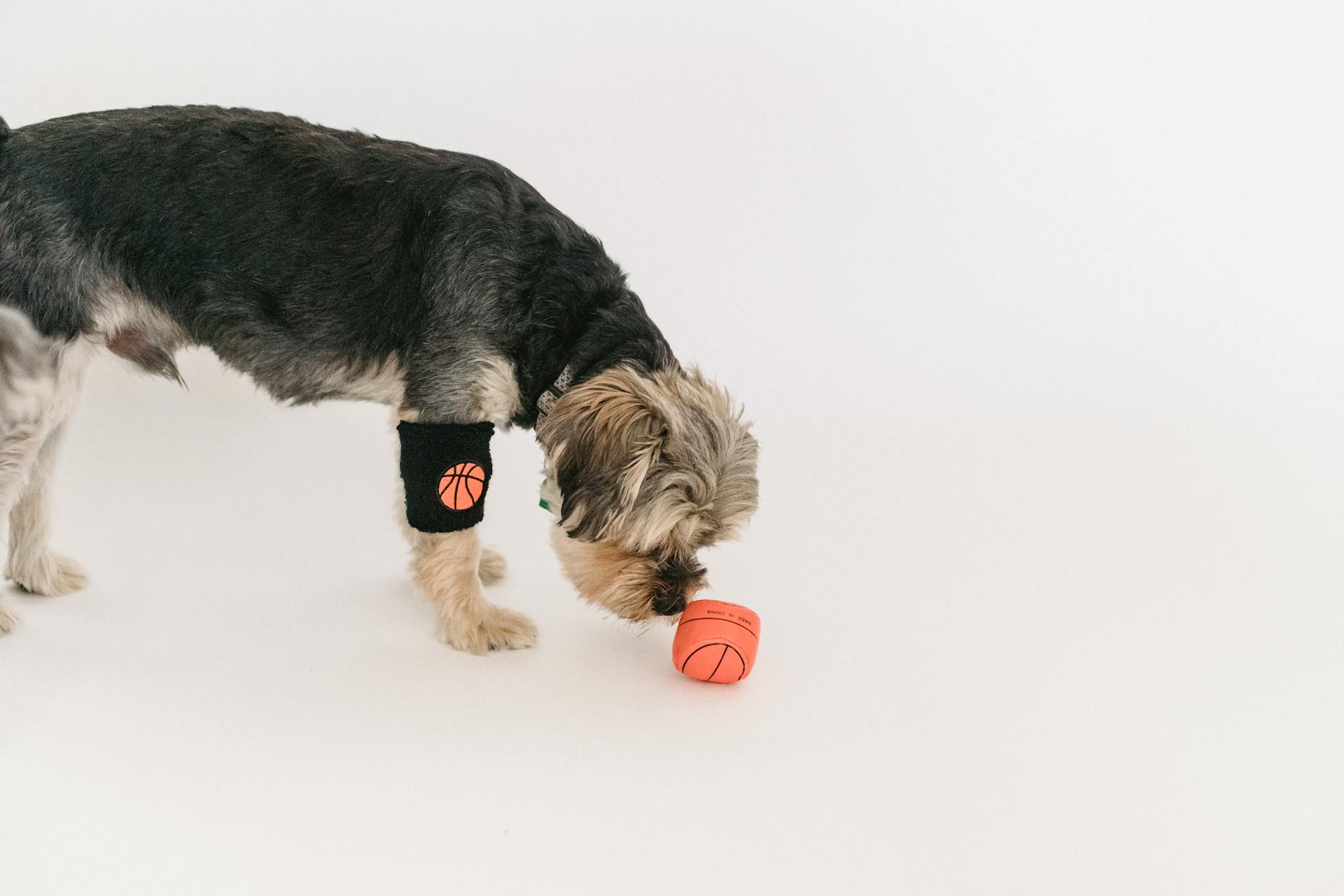 Adorable fluffy domestic dog touching touching ball with cute muzzle on white background of studio