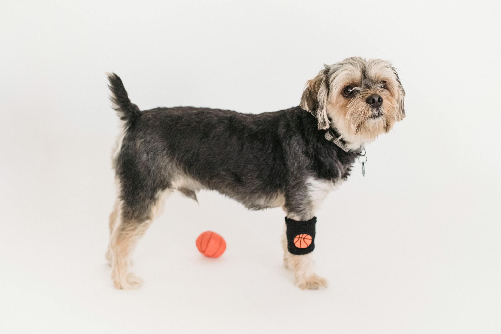 Un Yorkshire Terrier mignon et drôle avec un museau moelleux qui joue avec une balle.