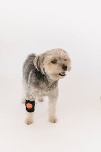 Veterinary Care Image
