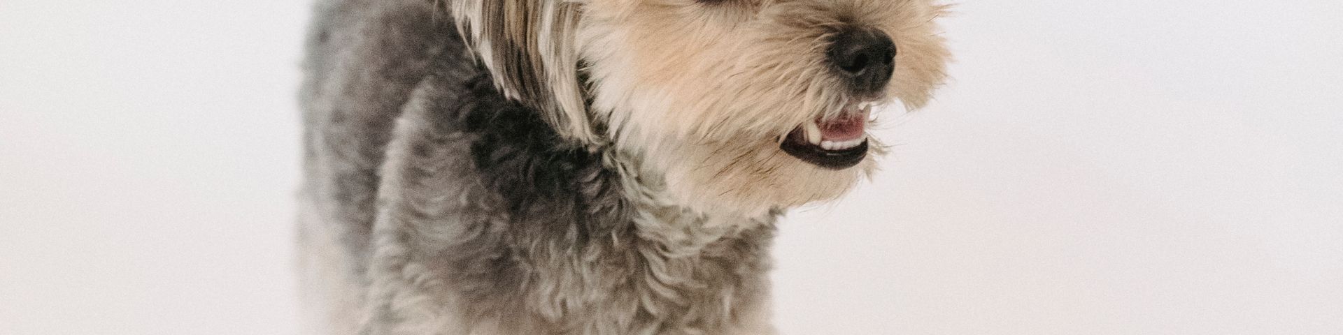 Cover photo for RL PetShop