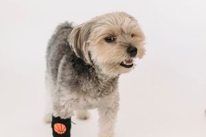 Dog running an agility course