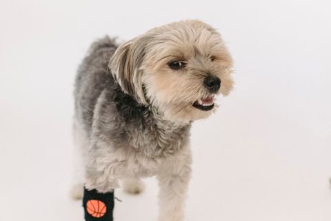 Dog running an agility course