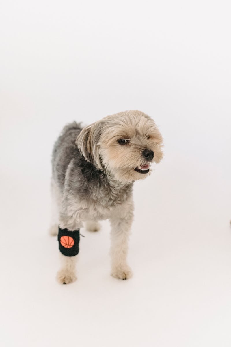 Pet Grooming Supplies