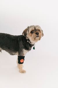 Veterinary Care Image