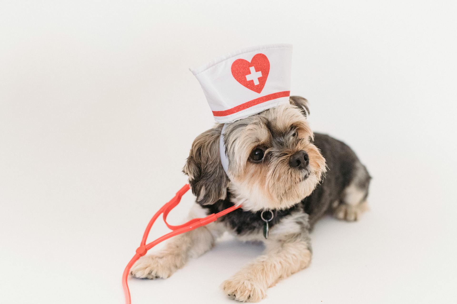 Purebred funny adorable puppy in nurse cap with  stethoscope lying on floor on white background of studio