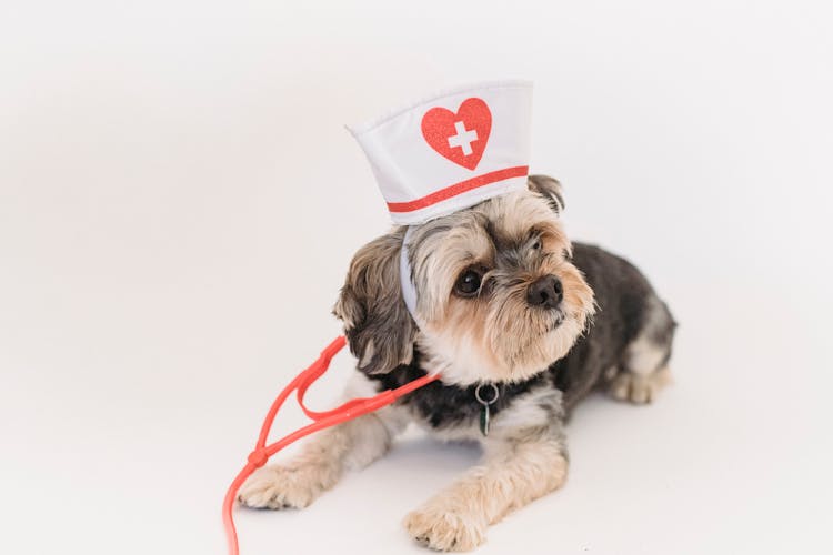 Cute Yorkshire Terrier In Nurse Cap With Stethoscope