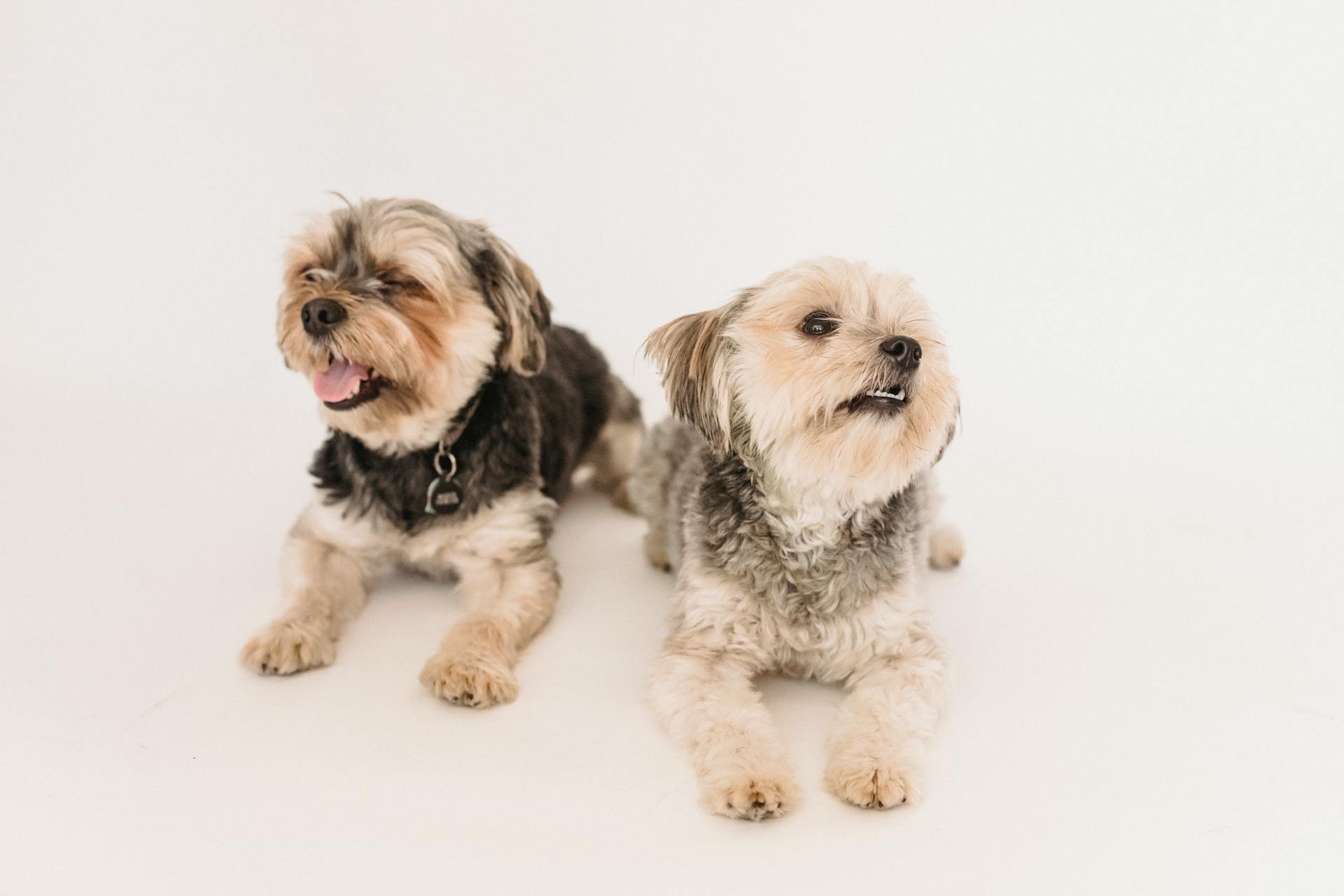 Yorkshire Terrier honden kijken in verschillende richtingen op een witte achtergrond
