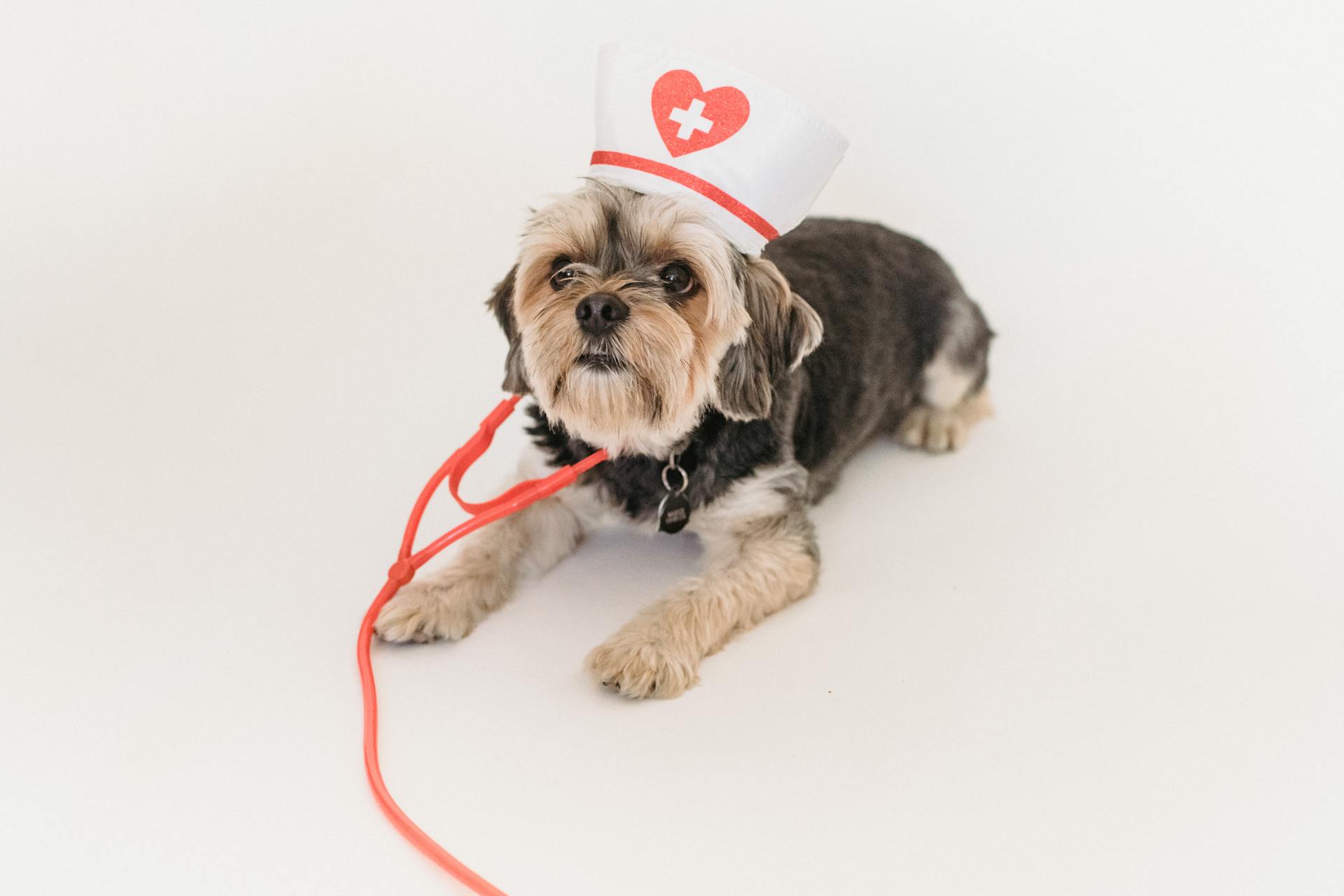 From above of cute Yorkshire terrier dog with fake stethoscope and medical hat lying on white background and looking up