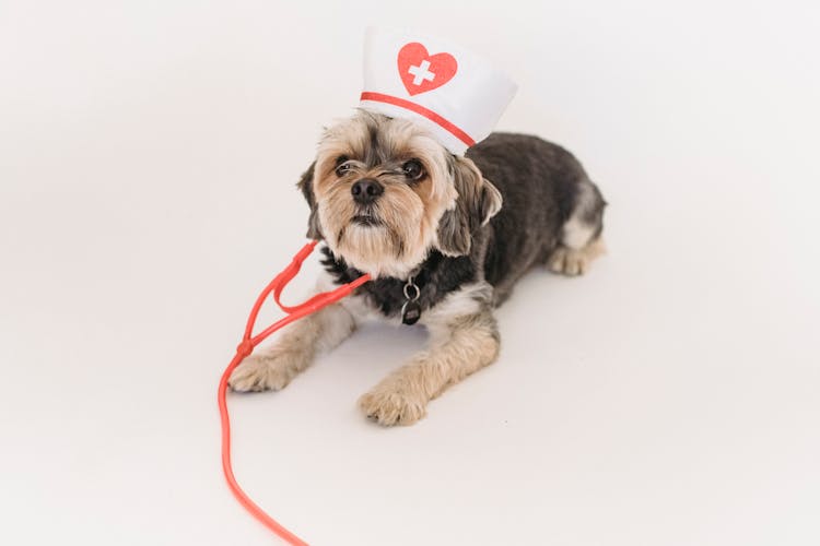 Small Dog Dressed Like Doctor Lying On White Surface