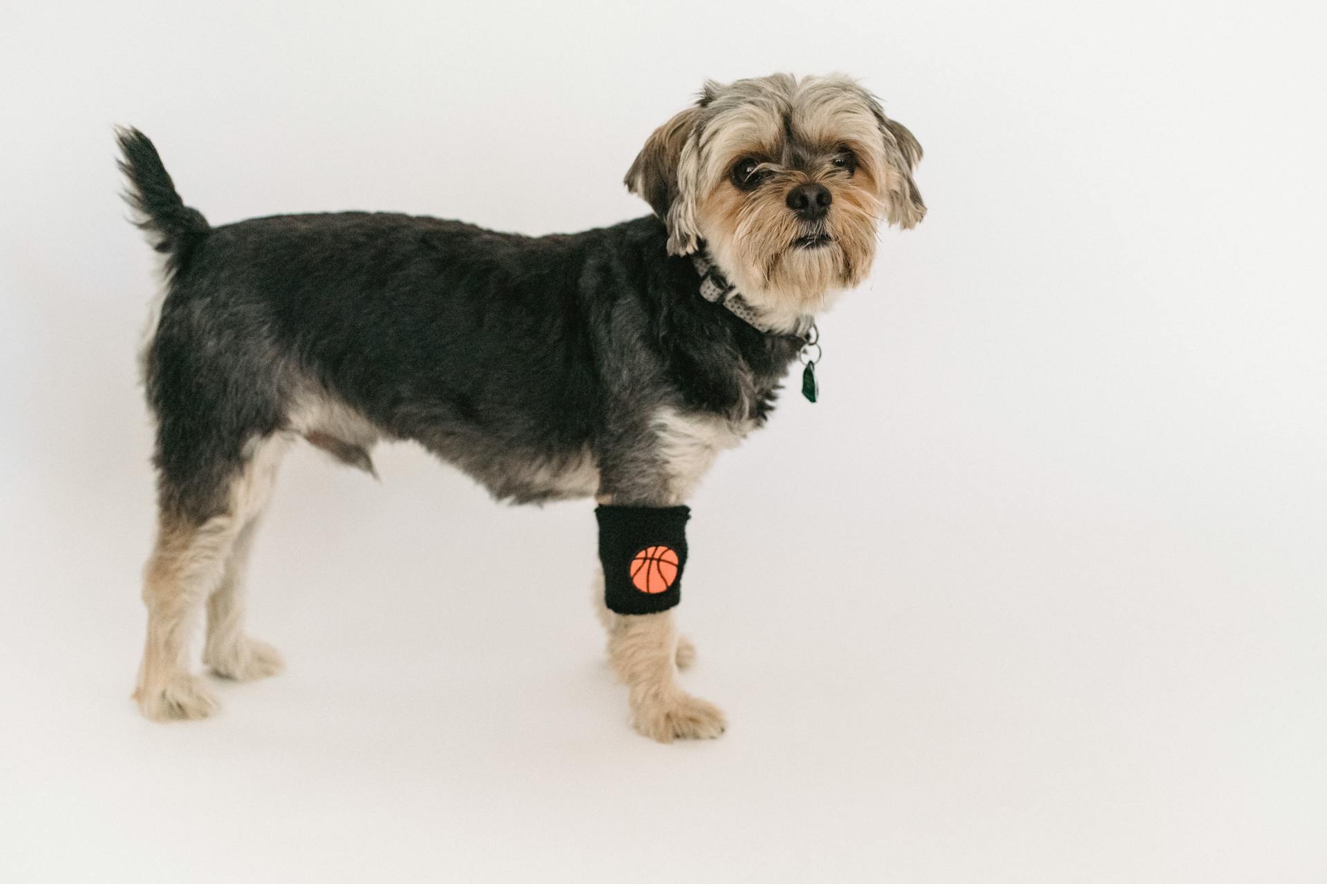 Un petit Yorkshire Terrier se tenant contre un mur blanc