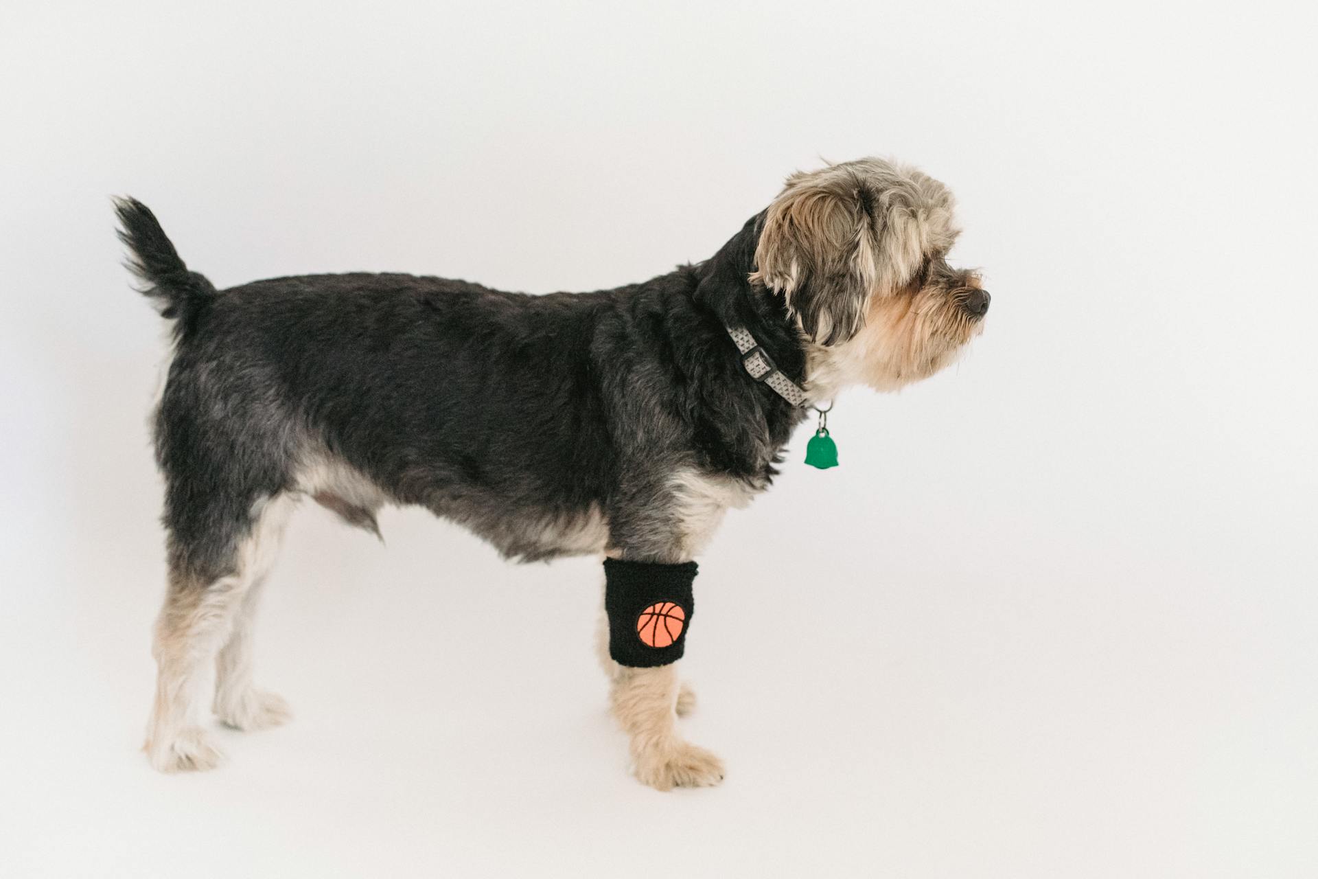 Calm purebred Yorkshire Terrier in collar and black sweatband standing against white background and looking away