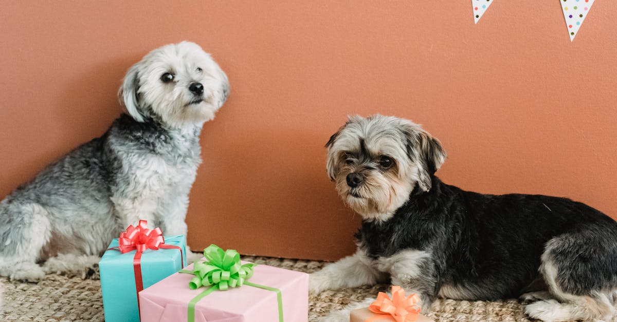 Calm obedient Yorkshire Terriers lying on carpet near colorful gift boxes while resting at home with festive decorations
