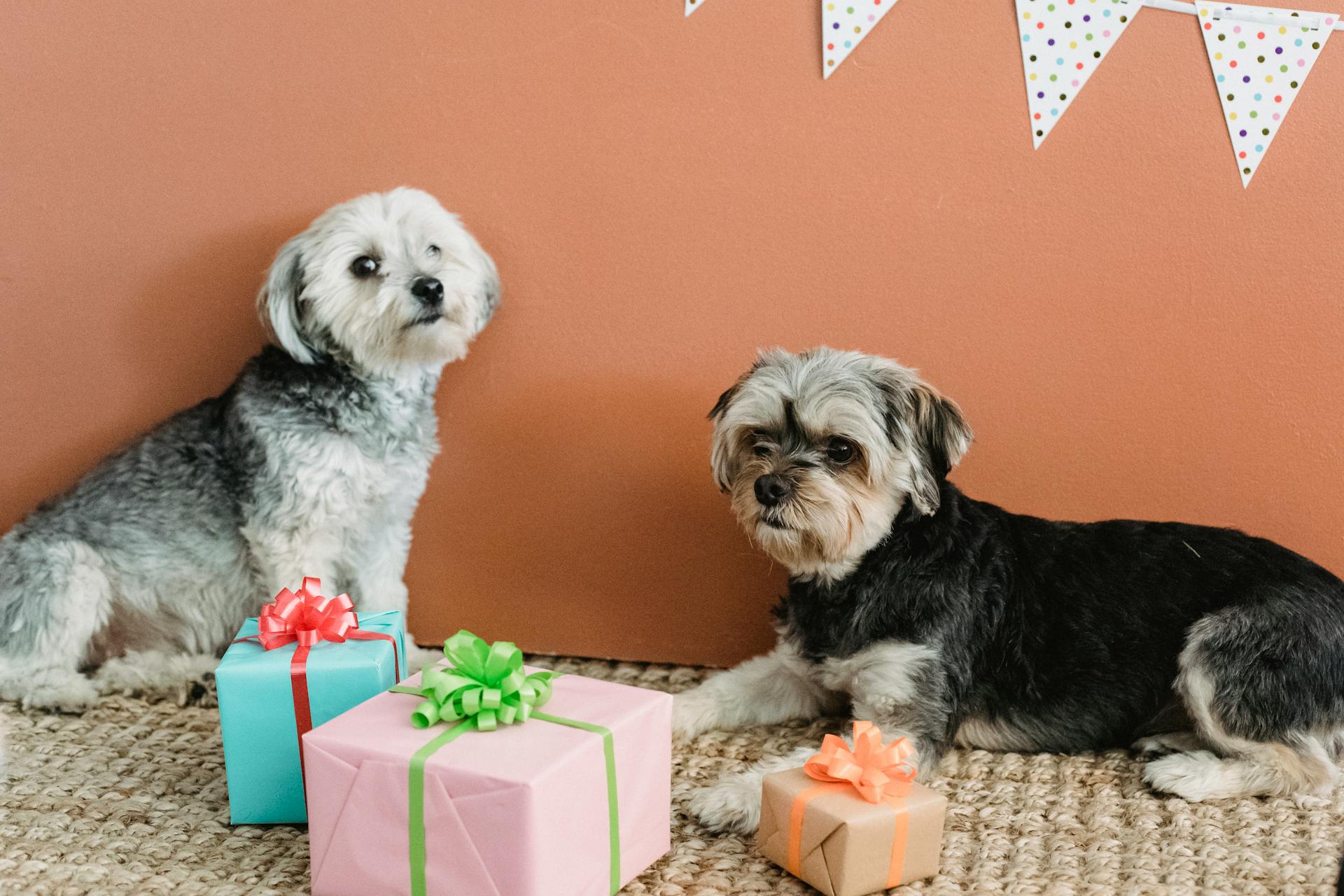 Calm obedient Yorkshire Terriers lying on carpet near colorful gift boxes while resting at home with festive decorations