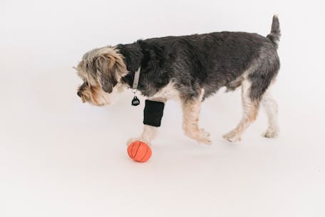 Cute Yorkshire Terrier dog plays joyfully with a toy ball in a studio setting.