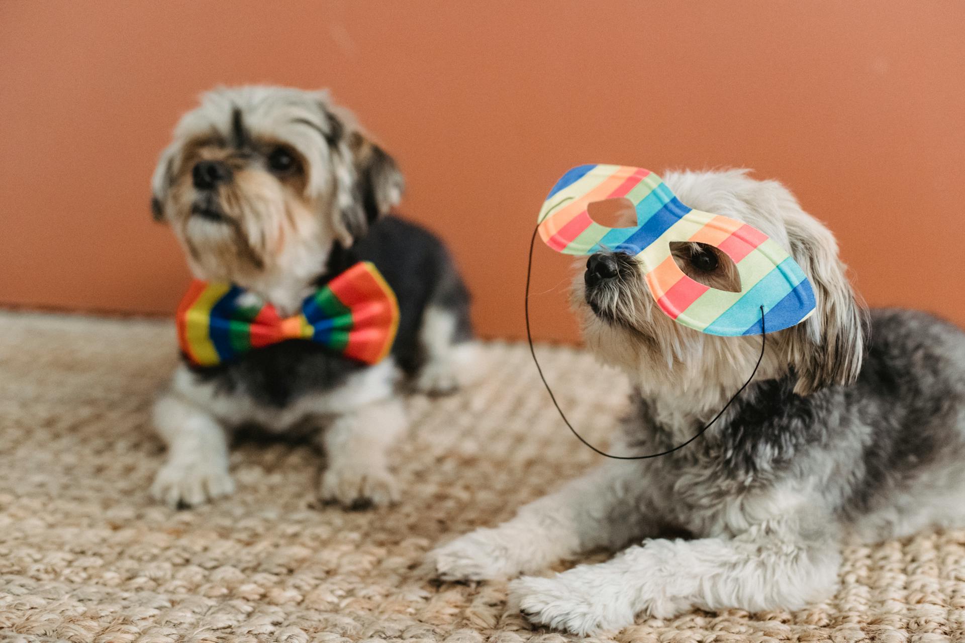 Small Yorkshire Terriers with festive mask and bow tie lying on floor with carpet against brown background