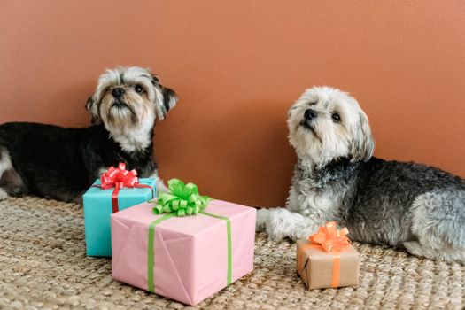 两只约克郡梗犬躺在室内地毯上，手里拿着色彩缤纷的礼物庆祝