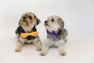 一只友好的约克郡梗犬系着彩色装饰领结，躺在工作室的浅色地板上，背景是白色的