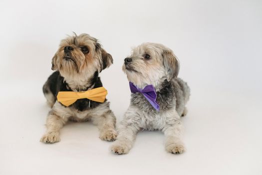 一只友好的约克郡梗犬系着彩色装饰领结，躺在工作室的浅色地板上，背景是白色的