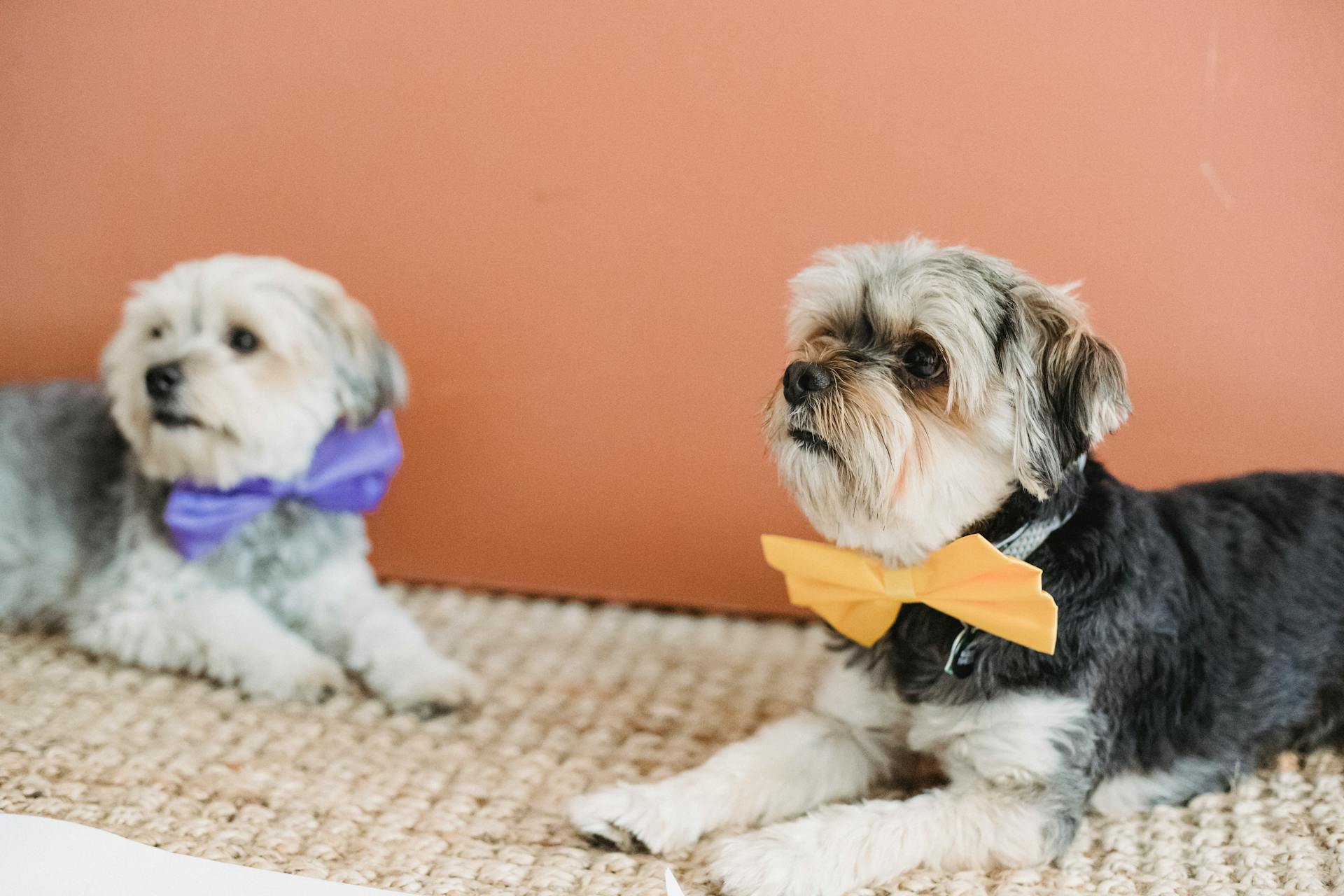 Calm dogs in festive bow ties