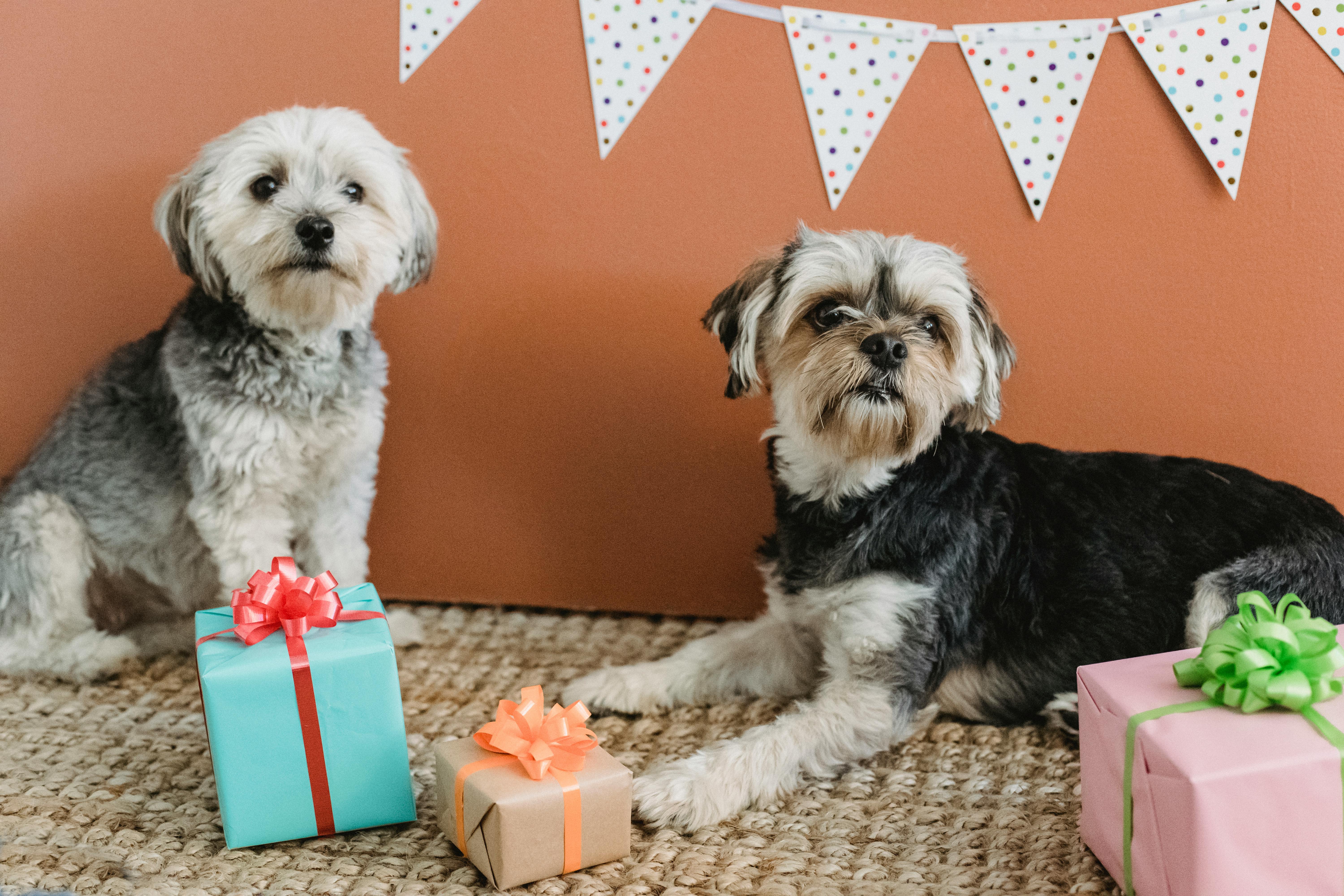 Two Cute Dogs looking at their birthday gifts