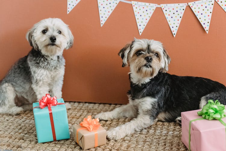 Attentive Purebred Yorkshire Terriers Resting In Festive Room