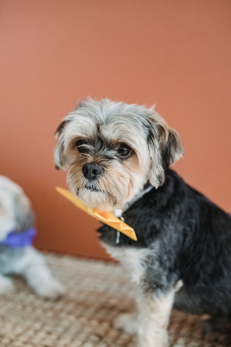 Adorable Small Dog In Bow Tie