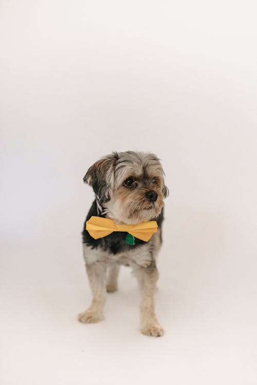 Calm purebred Yorkshire Terrier with yellow bow tie standing in light room and looking away against white background