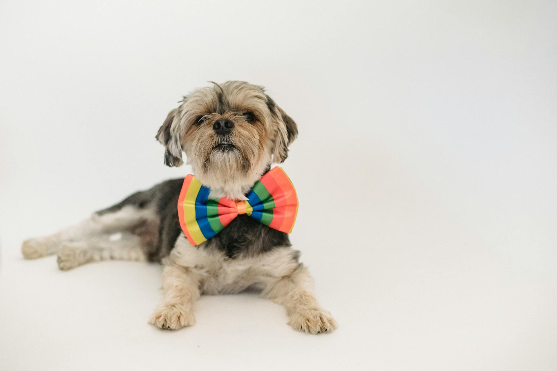 Petit chien avec un nœud papillon coloré allongé dans le studio.