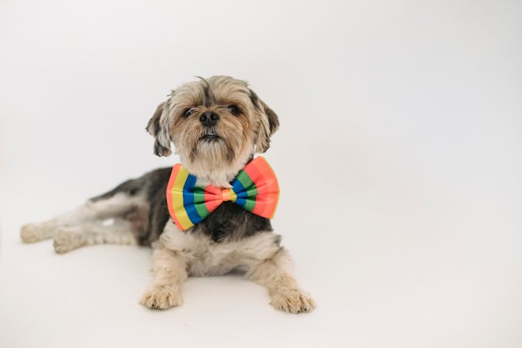 Little Dog In Colorful Bow Tie Lying In Studio