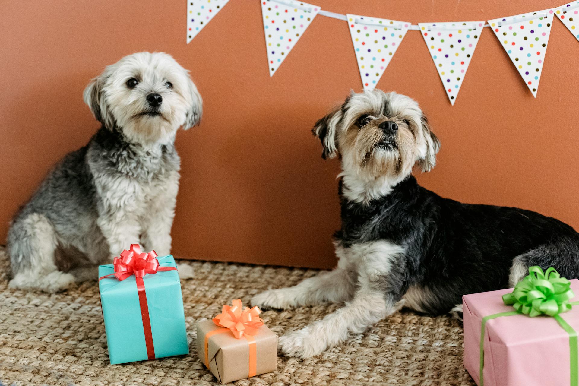 Purebred domestic Yorkshire Terriers lying on carpet with various presents in boxes and curiously looking away against brown background