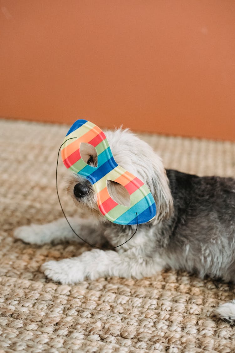Calm Yorkshire Terrier In Colorful Festive Mask
